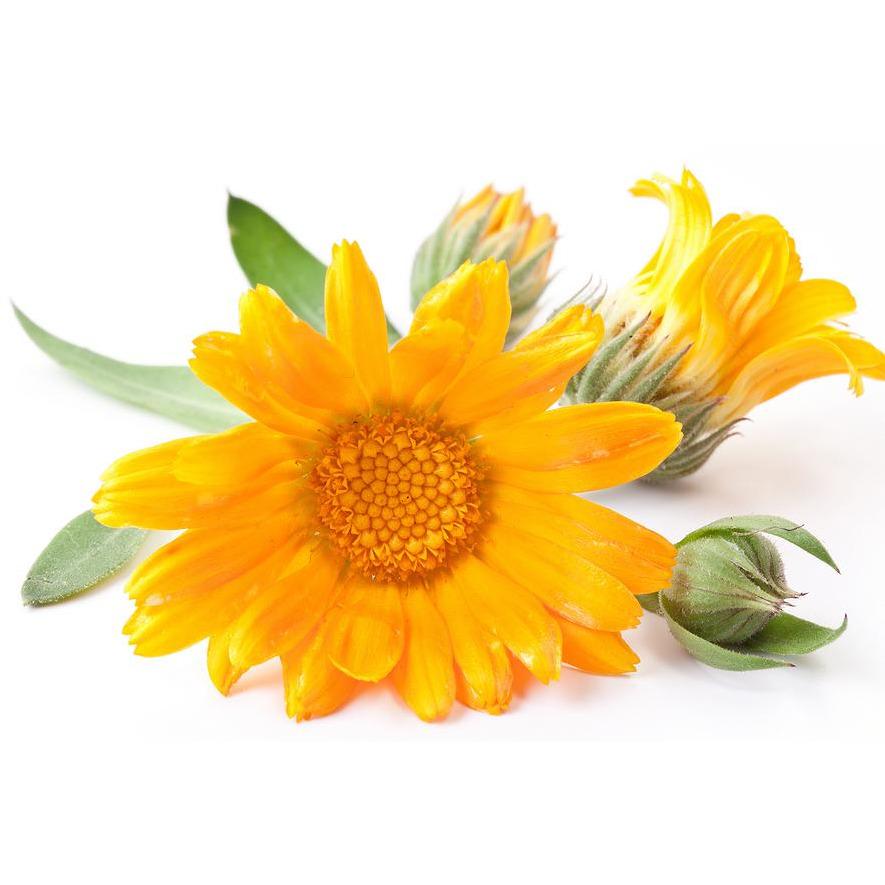 Calendula flower isolated on a white background.