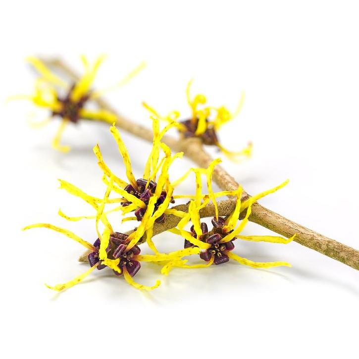 Flowers Of Witch Hazel, Medicinal Plant Hamamelis, Isolated On W