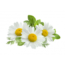 chamomile_5_9c841954-5c40-47e7-88ec-c1aa442251d4_2000x.png